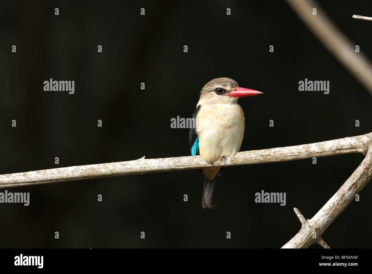 Mangrove Kingfisher (Halcyon Senegaloides), Shimba Hills Nature Reserve, Kenia, Afrika Stockfoto