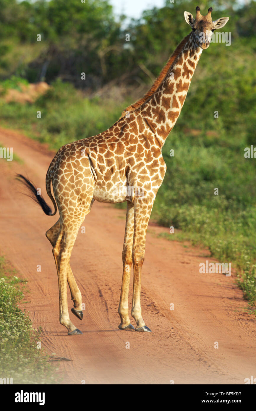 Masai-Giraffe (Giraffa Plancius Tippelskirchi), Shimba Hills Nature Reserve, Tansania, Afrika Stockfoto