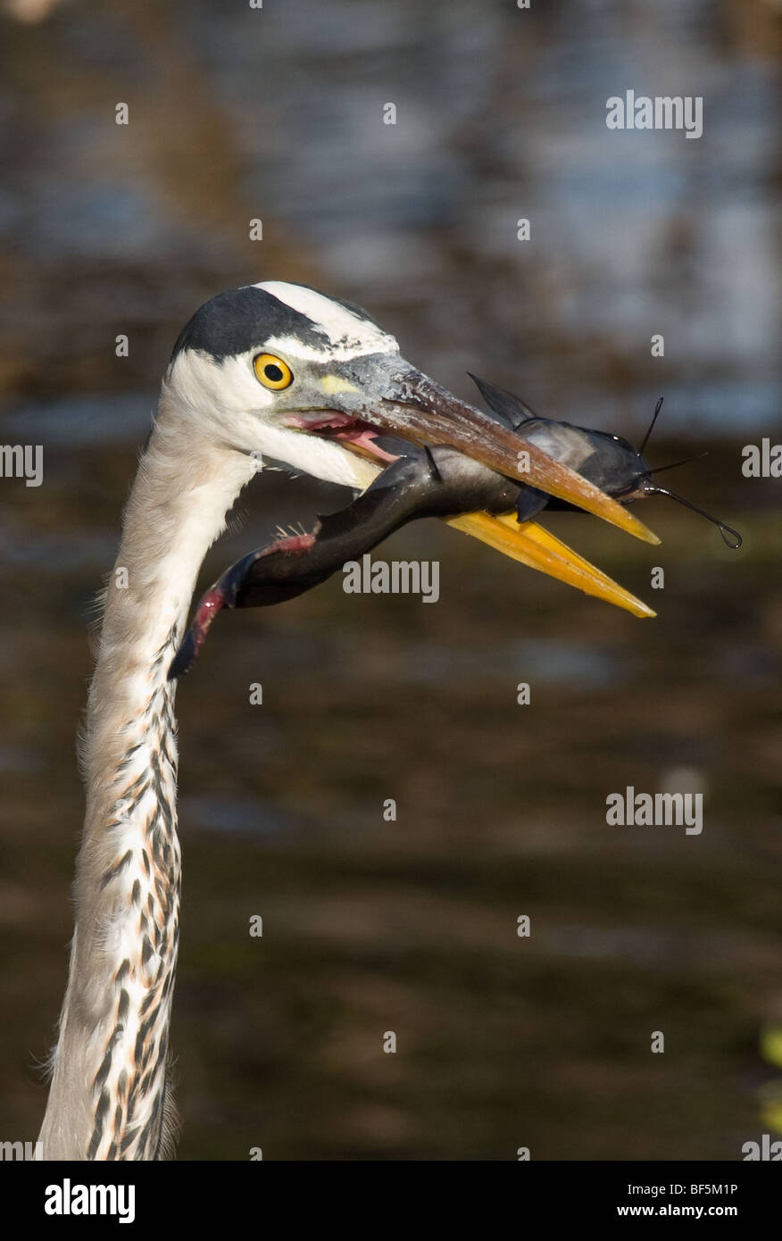 Great Blue Heron mit Wels Stockfoto