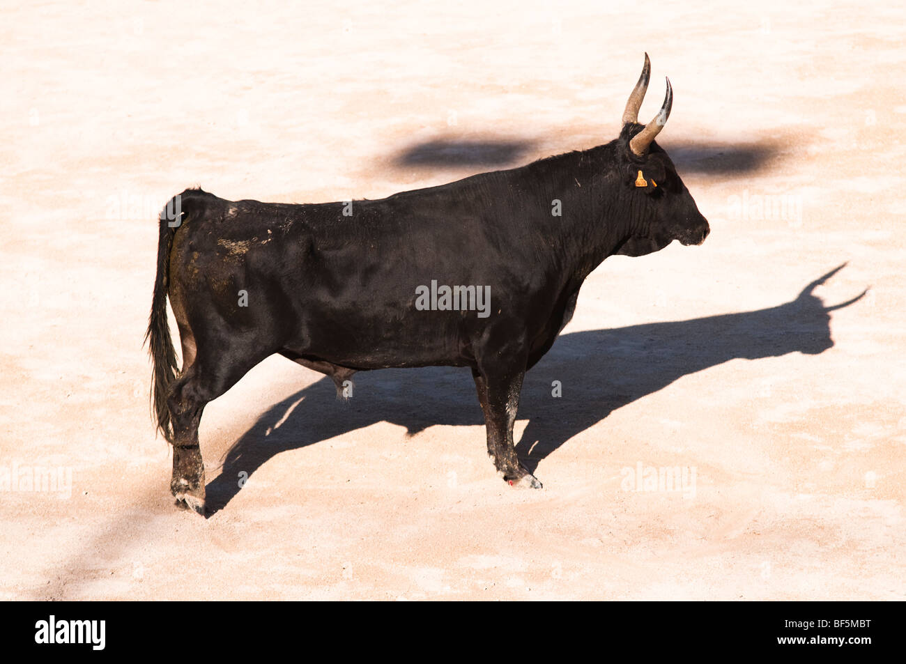 Black Bull Stockfoto