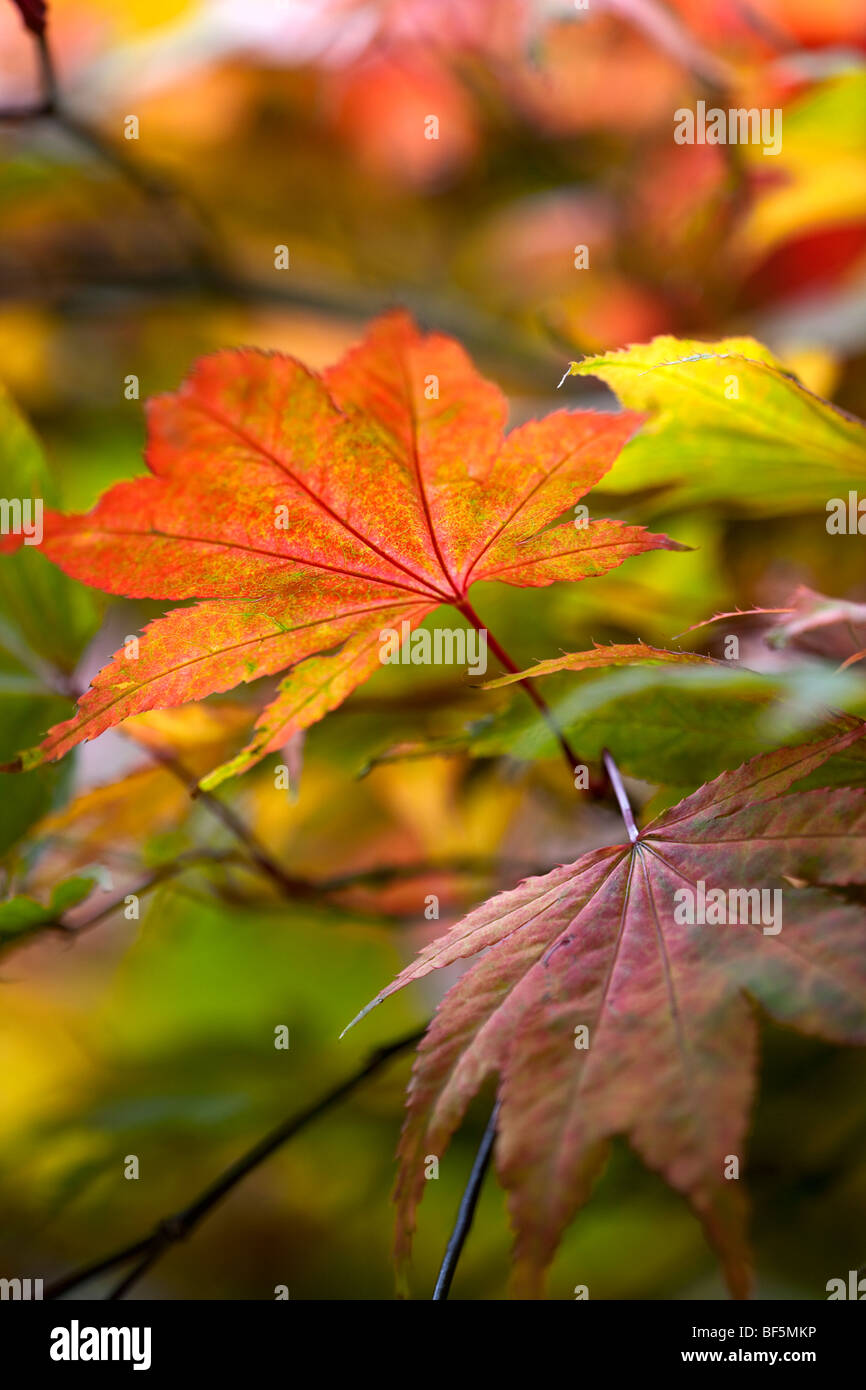 Acer Palmatum 'Aka Shigitatsu Sawa"- Herbstlaub Stockfoto