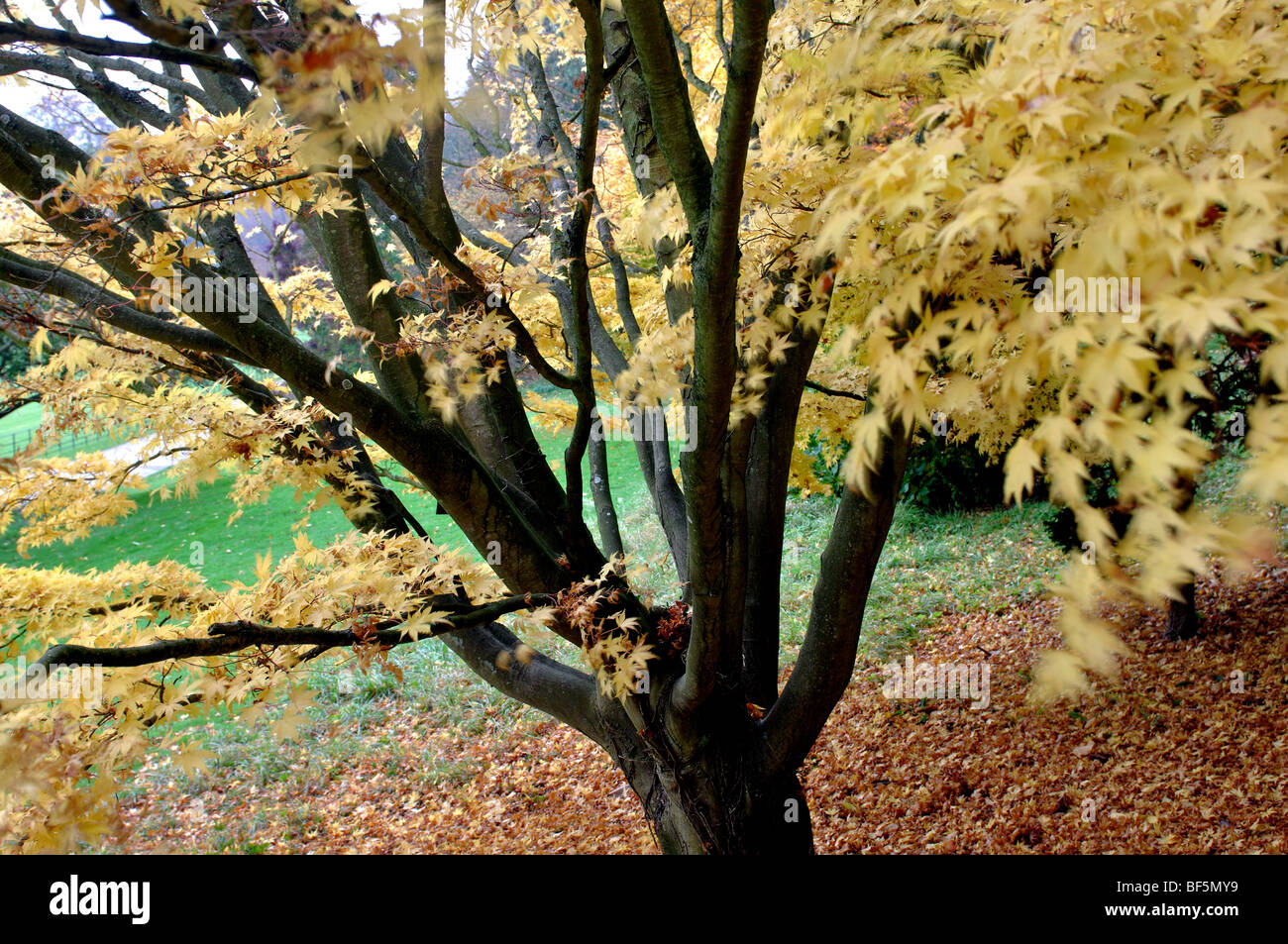 Acer Palmatum Sango Kaku im Herbst bei zündeten Arboretum, Gloucestershire, England, UK Stockfoto