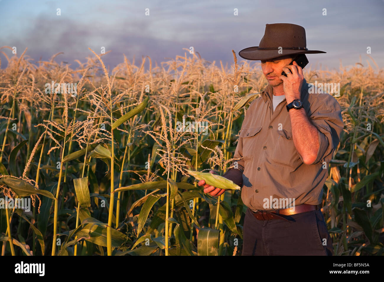 Farmer, die Kontrolle über seine Miele Ernte im Feld Stockfoto