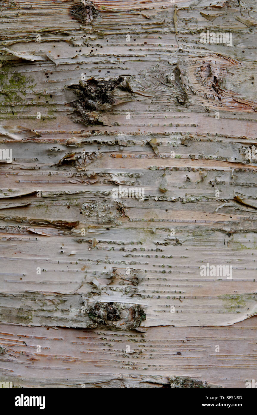 Rinde von Betula Ermanii, Erman Birke, zündeten Arboretum, Gloucestershire, England, UK Stockfoto