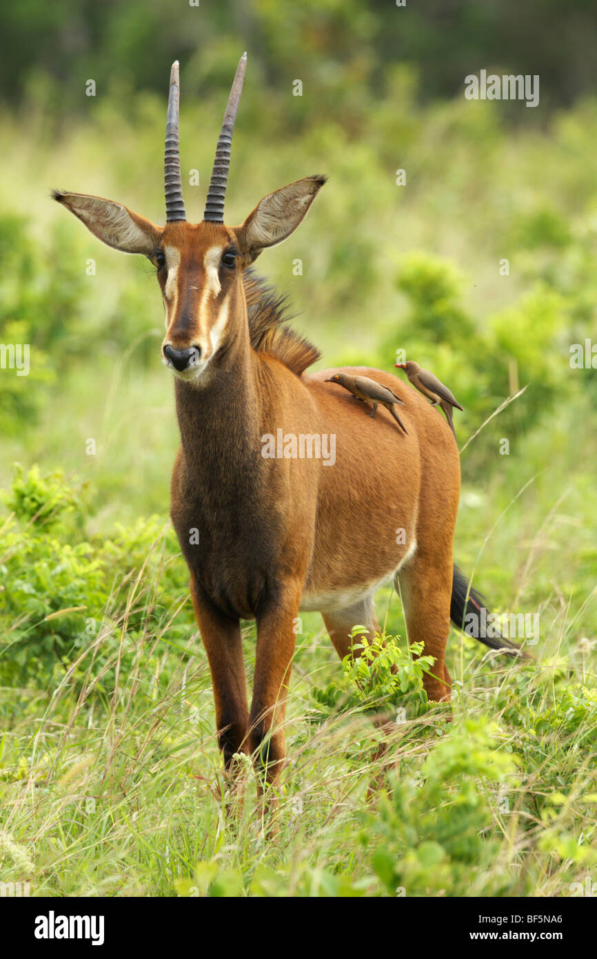 Rappenantilope (Hippotragus Niger), Shimba Hills Nature Reserve, Kenia, Afrika Stockfoto