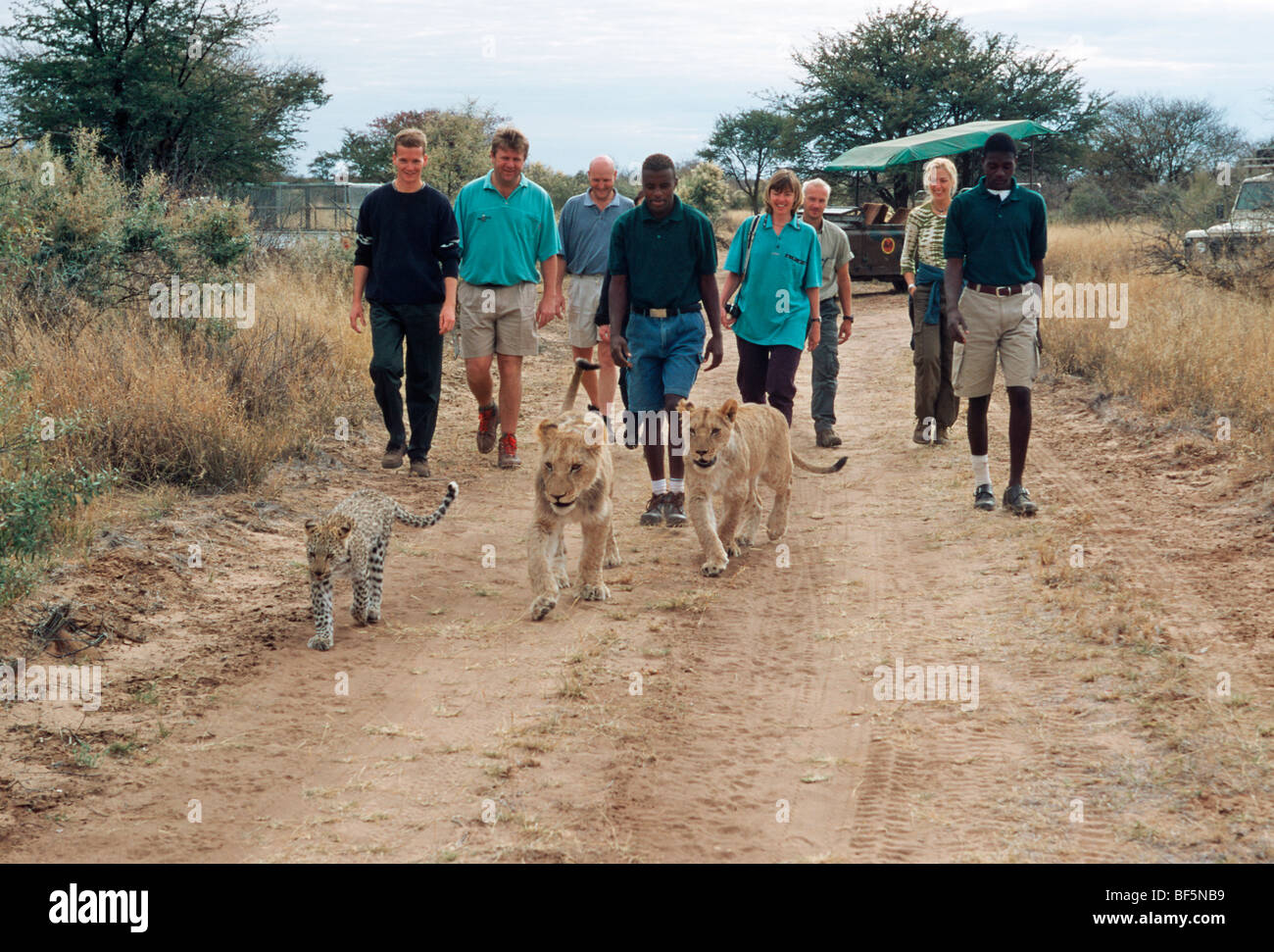 Besucher mit zahmen Löwen und Leoparden Cub auf Harnas Wildlife Foundation Farm. Namibia Stockfoto