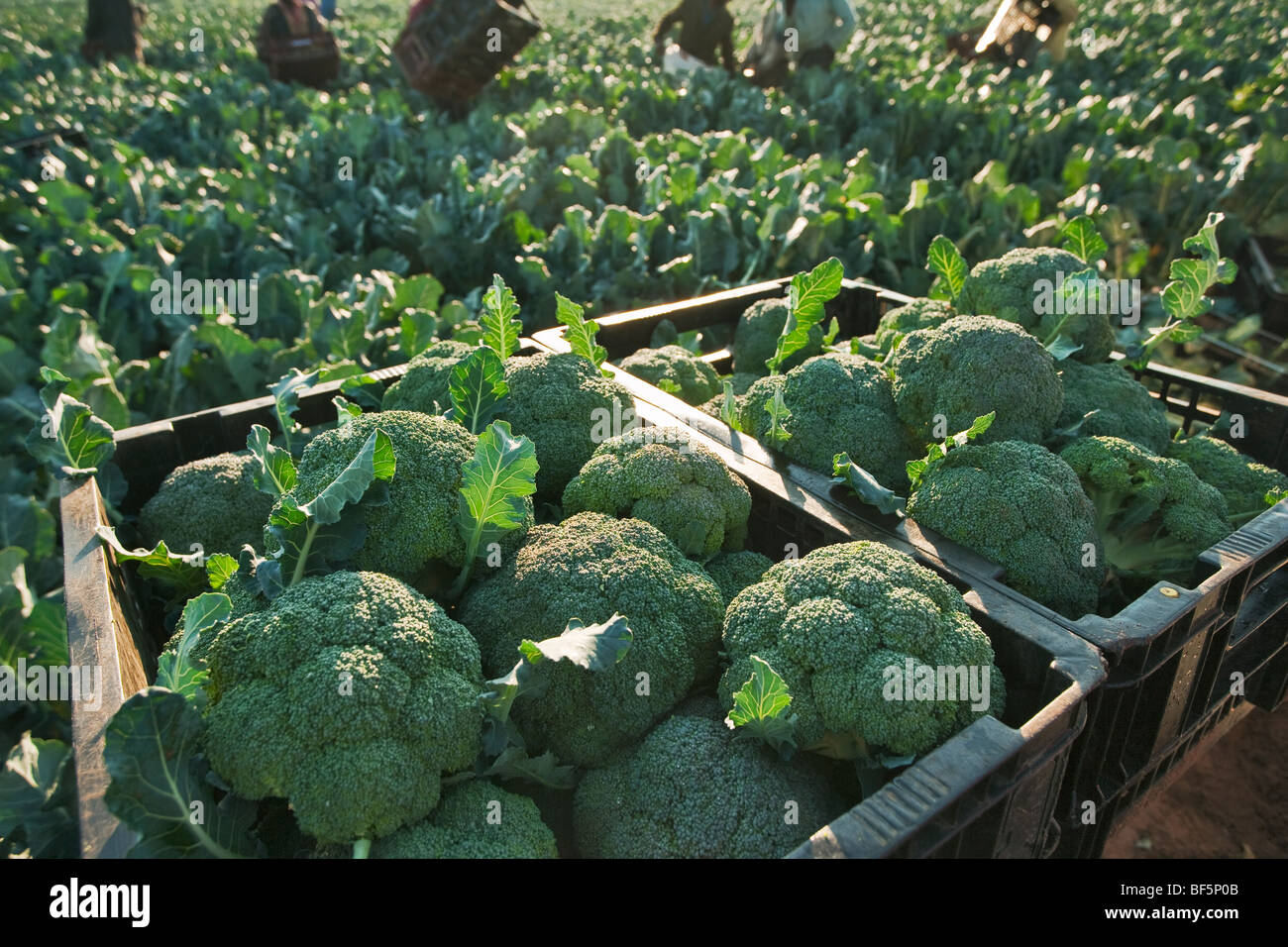 Frischer Brokkoli der Ernte von Feldern und wartet auf Sendung. Südafrika Stockfoto