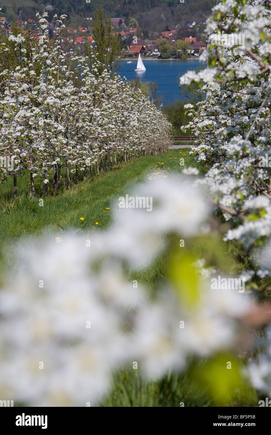 Kirschblüte, Frühling, in der Nähe von Mammern, Untersee, Bodensee, Schweiz Stockfoto