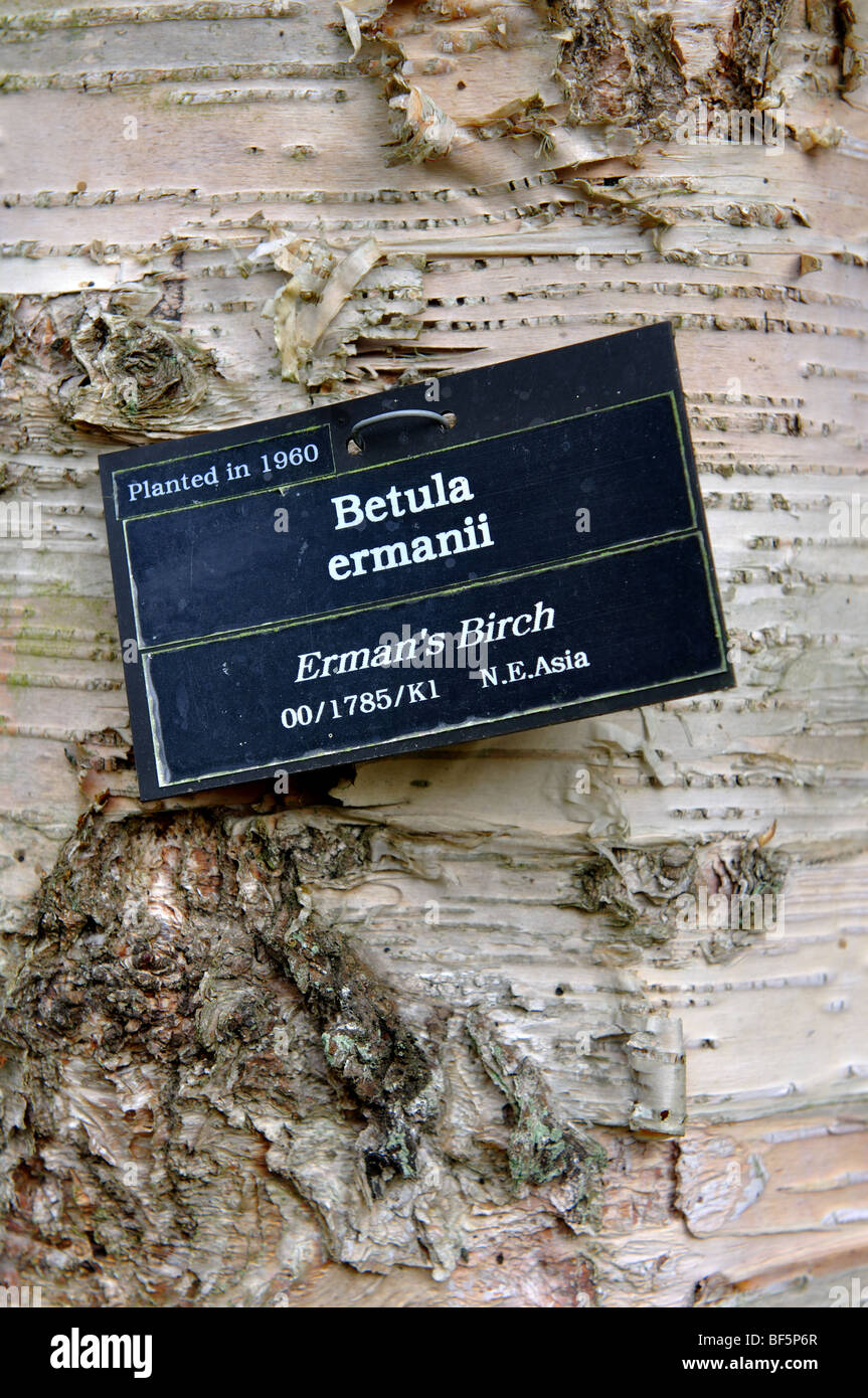Etikette auf Betula Ermanii, Erman Birke, zündeten Arboretum, Gloucestershire, England, UK Stockfoto