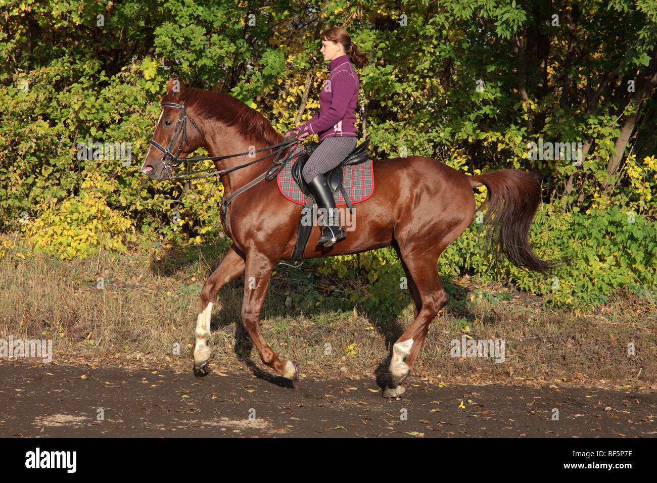 Die schönen Frauen geht Galopp durch Top Herbst Park Stockfoto