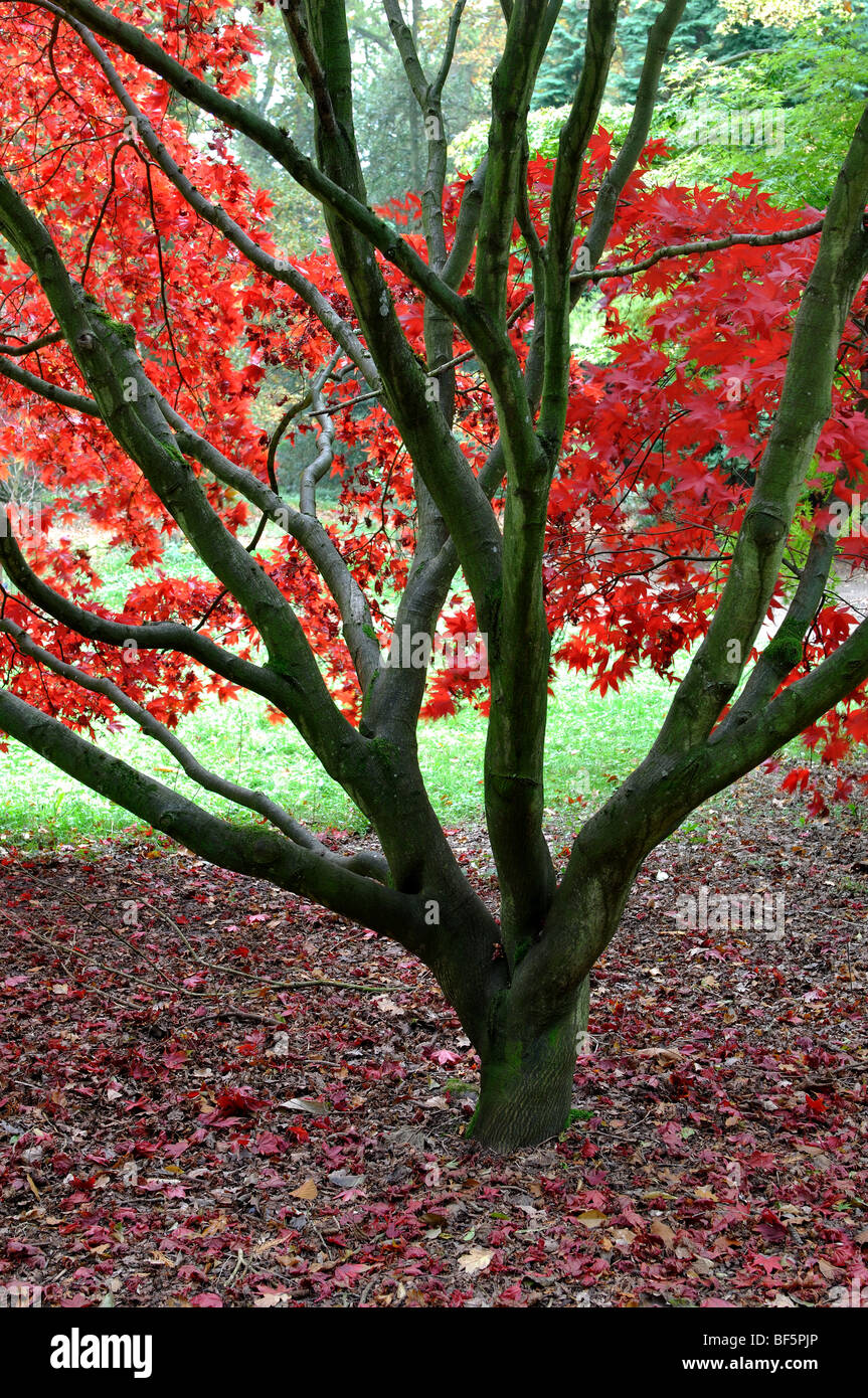Acer Palmatum OSAKAZUKI im Herbst bei zündeten Arboretum, Gloucestershire, England, UK Stockfoto