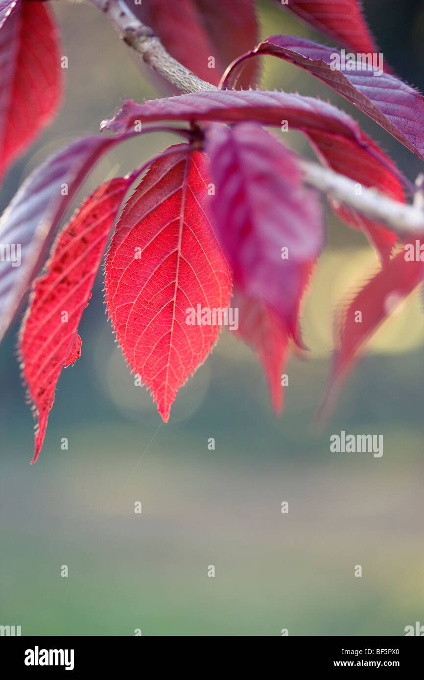Prunus 'Royal Burgundy' - Herbstlaub Stockfoto