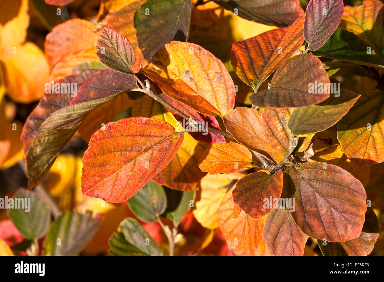 Fothergilla Major, Herbstlaub Stockfoto