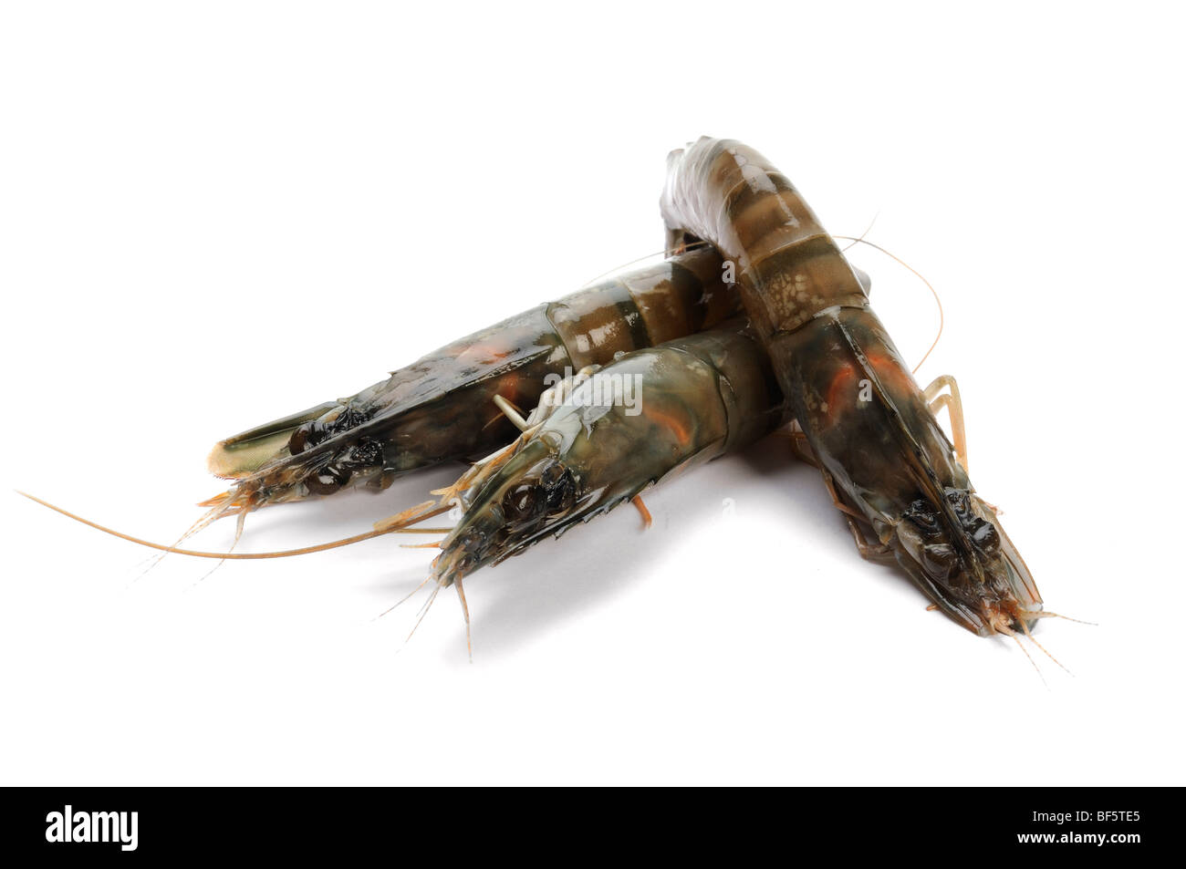 Rohe Garnelen Stockfoto