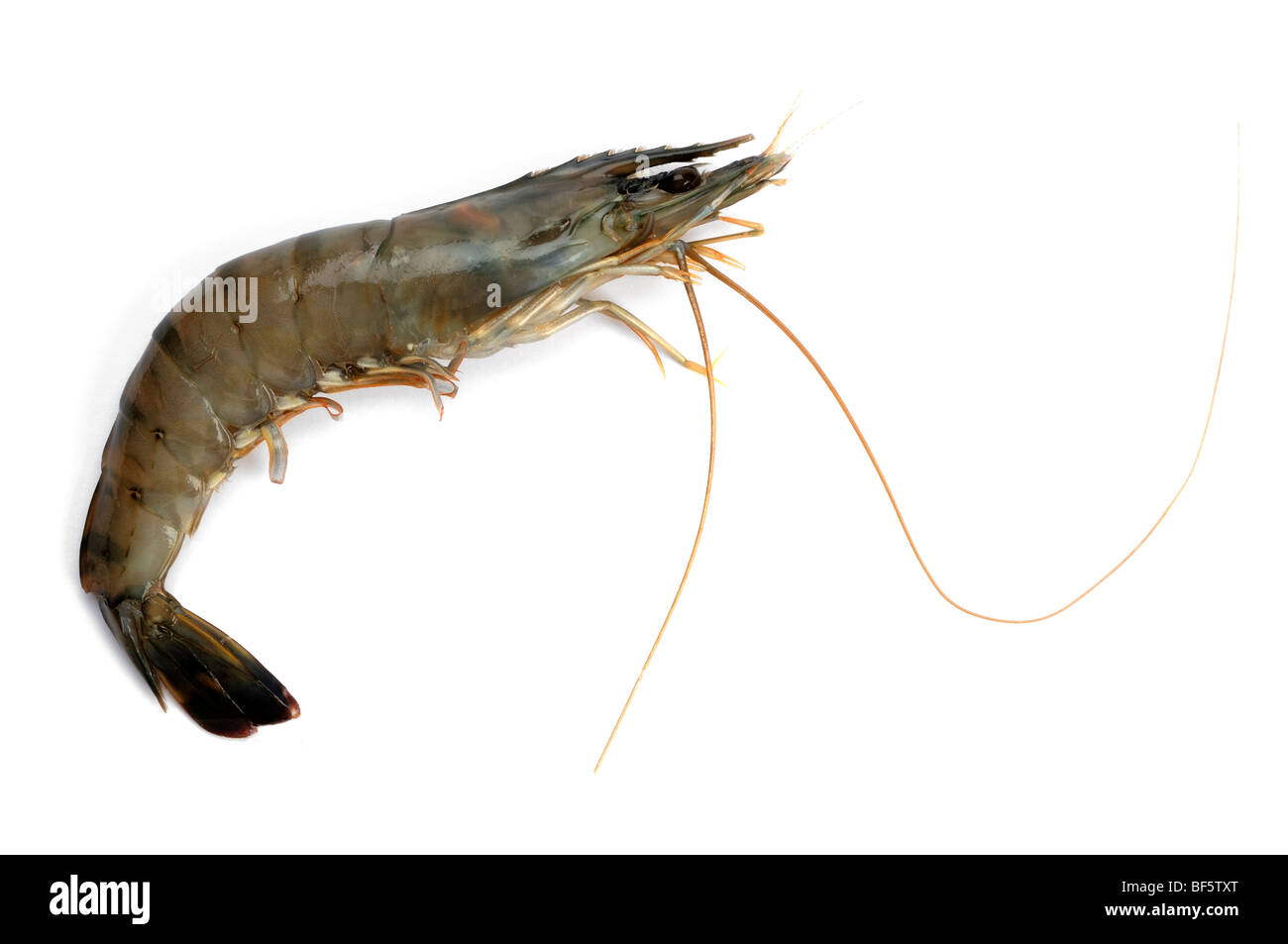 Rohe Tiger Garnele Stockfoto
