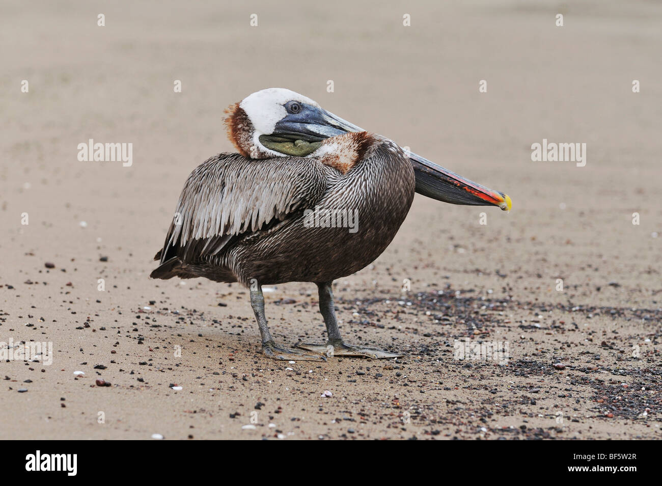 Brauner Pelikan (Pelecanus Occidentalis), Erwachsene, Galapagos-Inseln, Ecuador, Südamerika Stockfoto