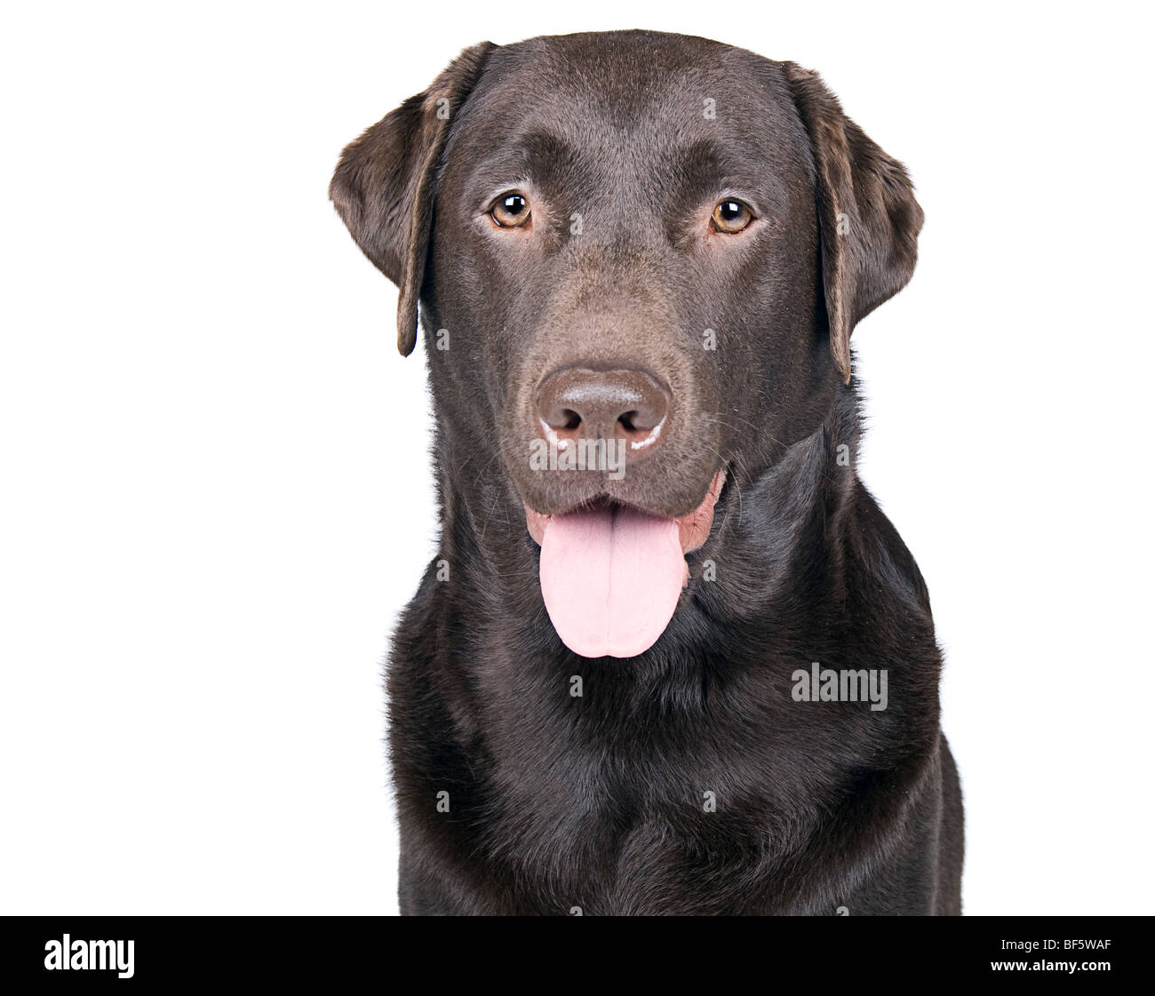 Isolierte Schuss von einem glücklich keuchend Chocolate Labrador Stockfoto