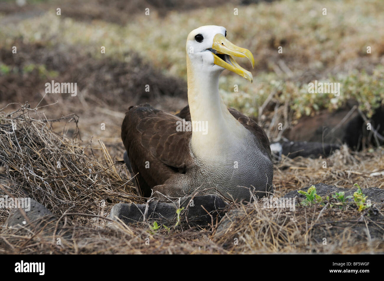 Galapagos-Albatros (Diomedea Irrorata), Erwachsene auf Nest, Espanola Insel, Galapagos, Ecuador, Südamerika Stockfoto