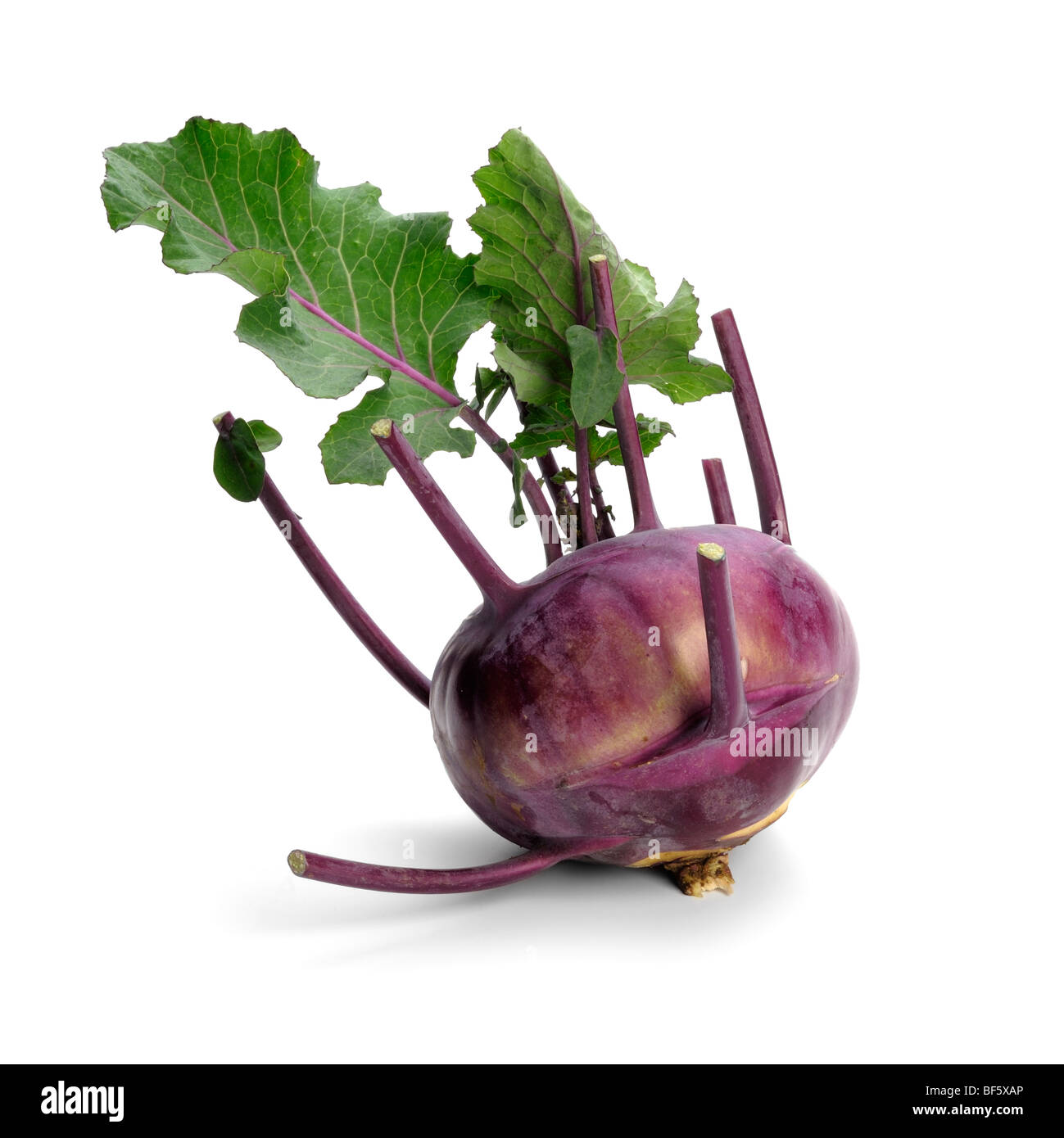 Lila Kohl Rabi Stockfoto