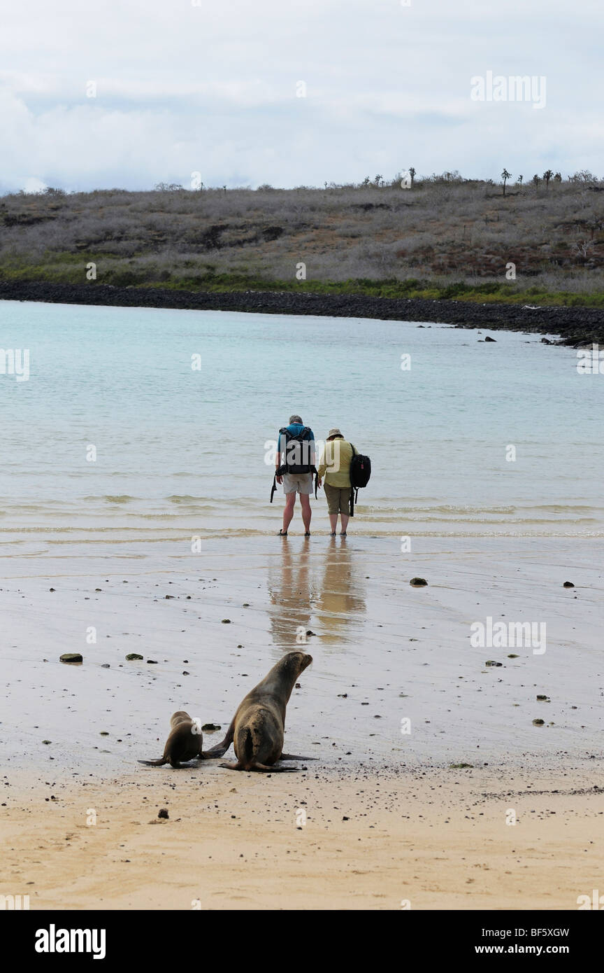 Galapagos-Seelöwe (Zalophus Wollebaeki), Erwachsene und Touristen, Espanola Insel, Galapagos, Ecuador, Südamerika Stockfoto