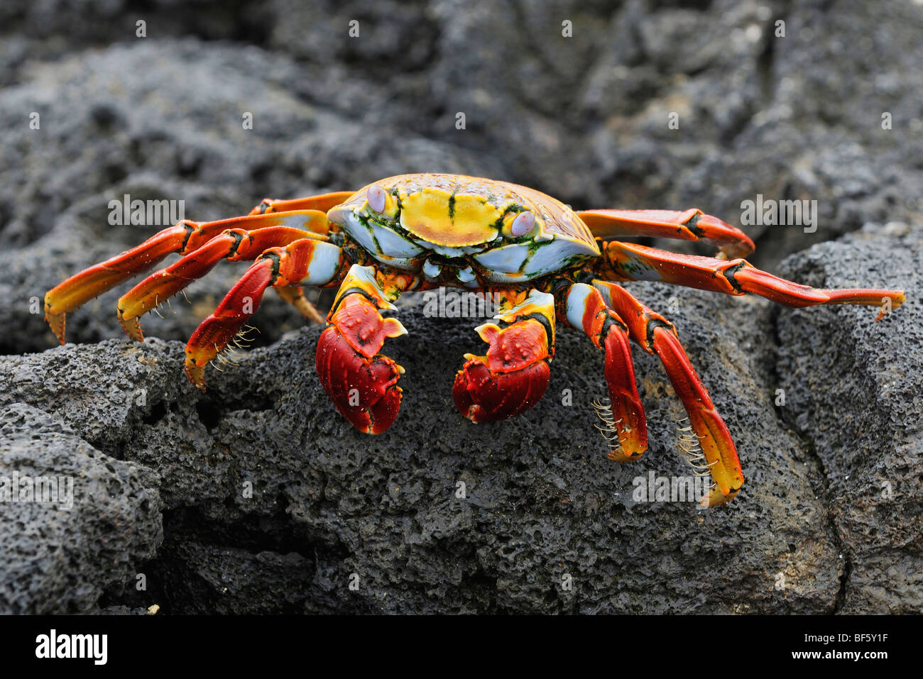 Sally Lightfoot Krabben (Grapsus Grapsus), Erwachsene, Espa Ola Insel, Galapagos, Ecuador, Südamerika Stockfoto