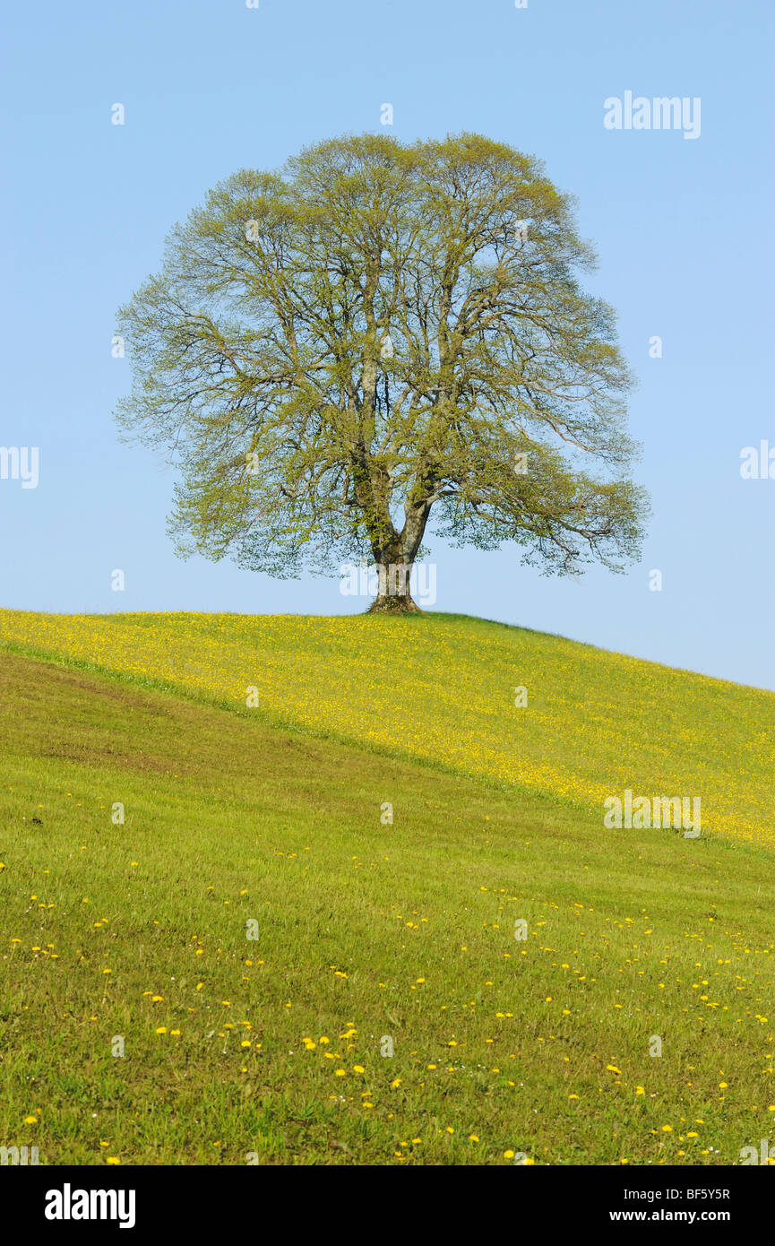 Linde (Tilia SP.), Baum im Frühling, der Schweiz, Europa Stockfoto
