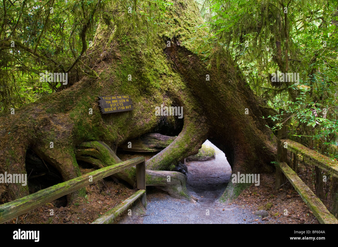 Ungewöhnliche Redwood Baumformen auf das Reich der Bäume Trail, Bäume of Mystery, Del Norte County, Kalifornien Stockfoto