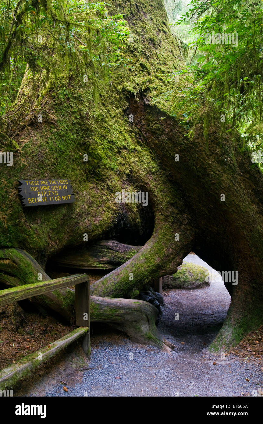 Ungewöhnliche Redwood Baumformen auf das Reich der Bäume Trail, Bäume of Mystery, Del Norte County, Kalifornien Stockfoto