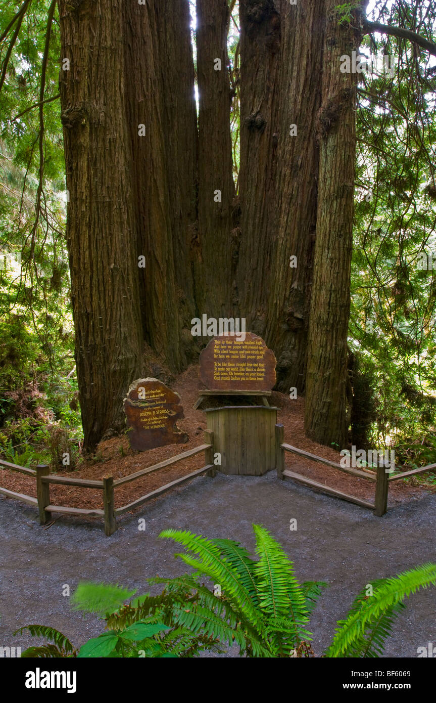 Die Kathedrale Redwood-Baum auf das Reich der Bäume Trail, Trees of Mystery, Del Norte County, Kalifornien Stockfoto