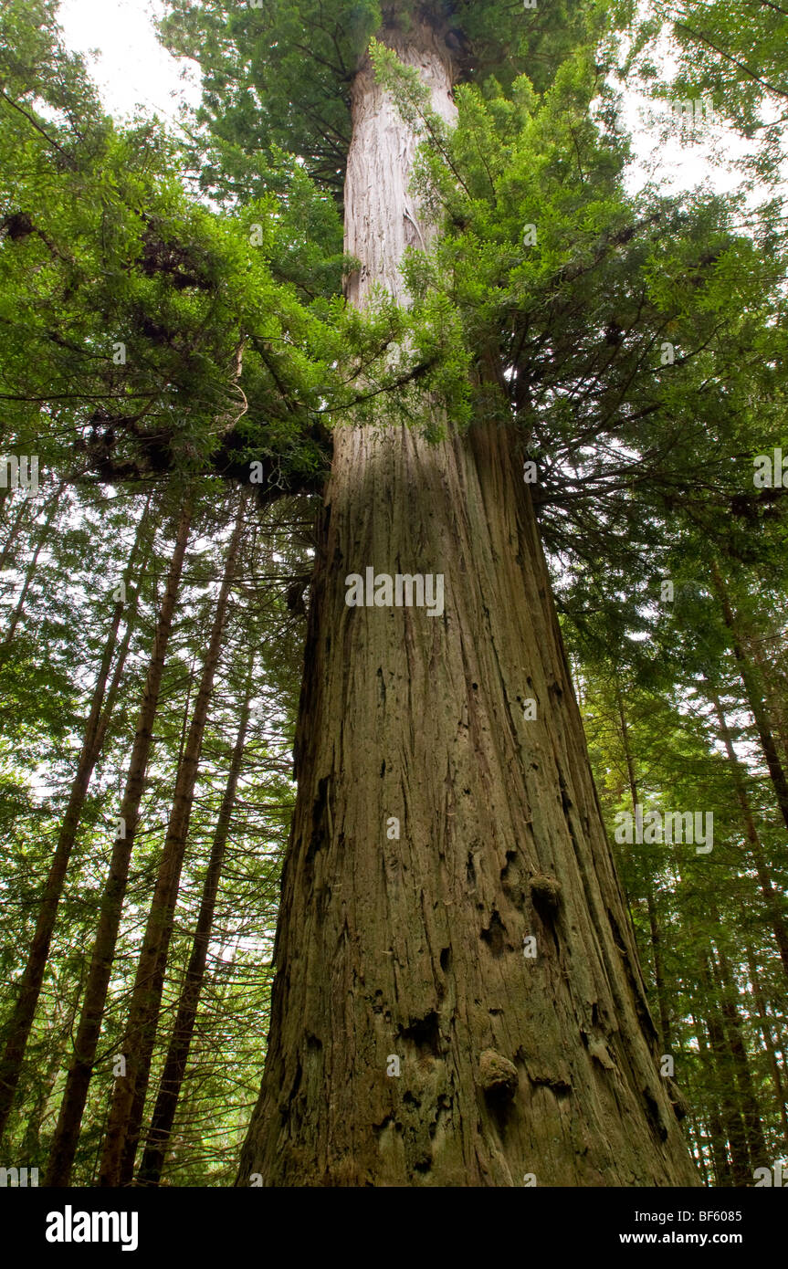 Die Bruderschaft-Redwood-Baum auf das Reich der Bäume Trail, Trees of Mystery, Del Norte County, Kalifornien Stockfoto