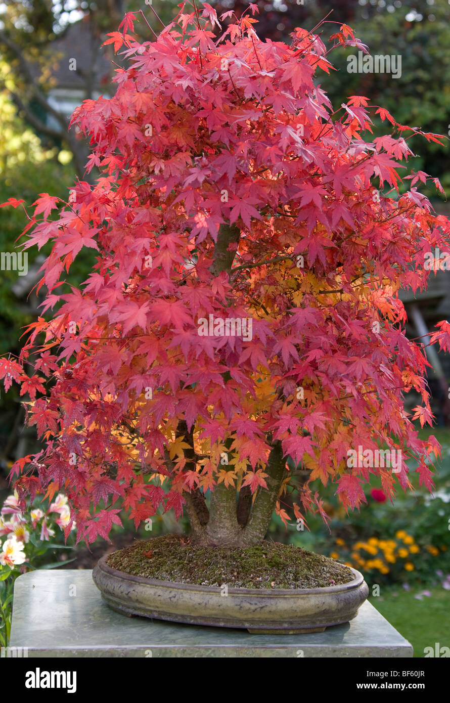 Berg-Ahorn (Acer Palmatum)-Bonsai in Herbstfärbung. Stockfoto