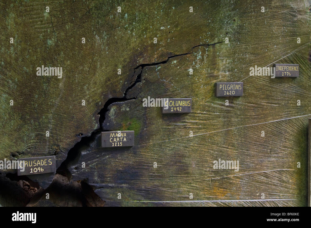 Datierte Timeline auf Baumringe auf Redwood-Baum-Stamm cross Abschnitt, Bäume of Mystery, Del Norte County, Kalifornien Stockfoto