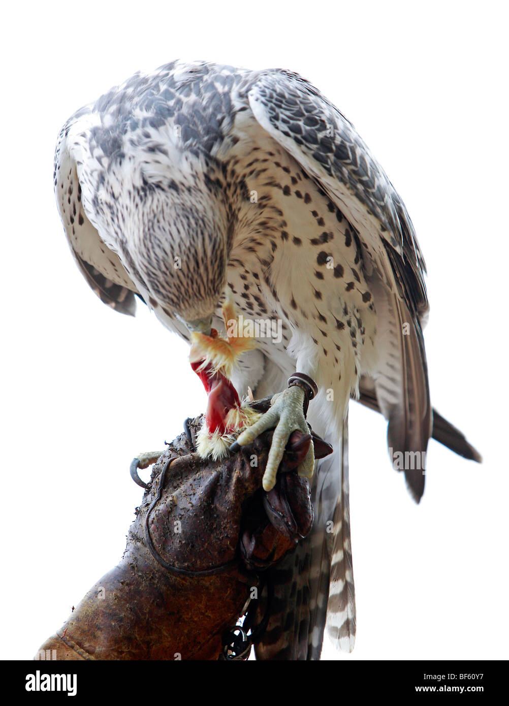 Ein Gefangener ausgebildet Gerfalken auf der Falkner-Handschuh Stockfoto