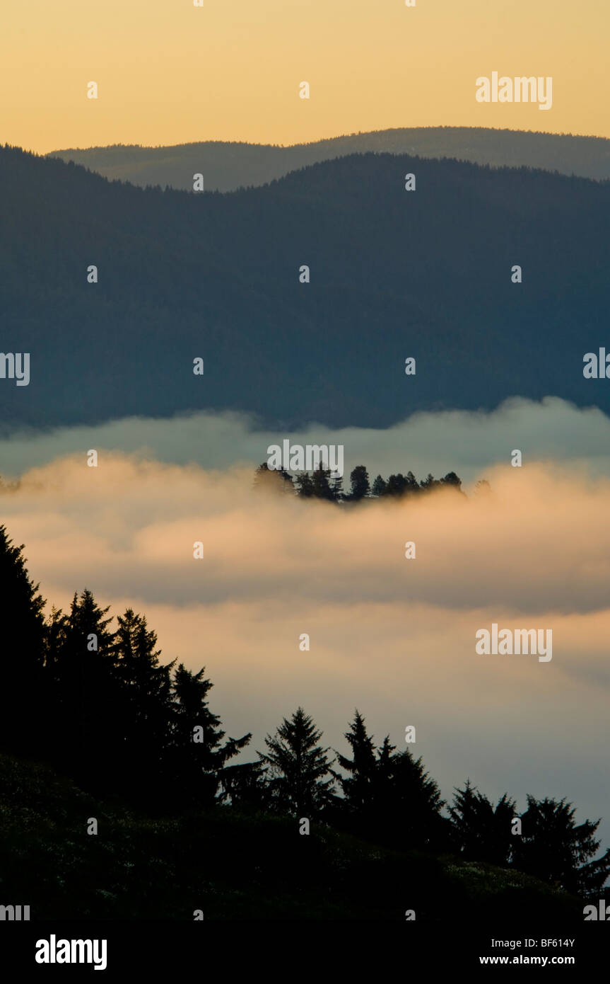 Sunrise-Licht und Küstennebel im Klamath River Valley, Del Norte County, Kalifornien Stockfoto