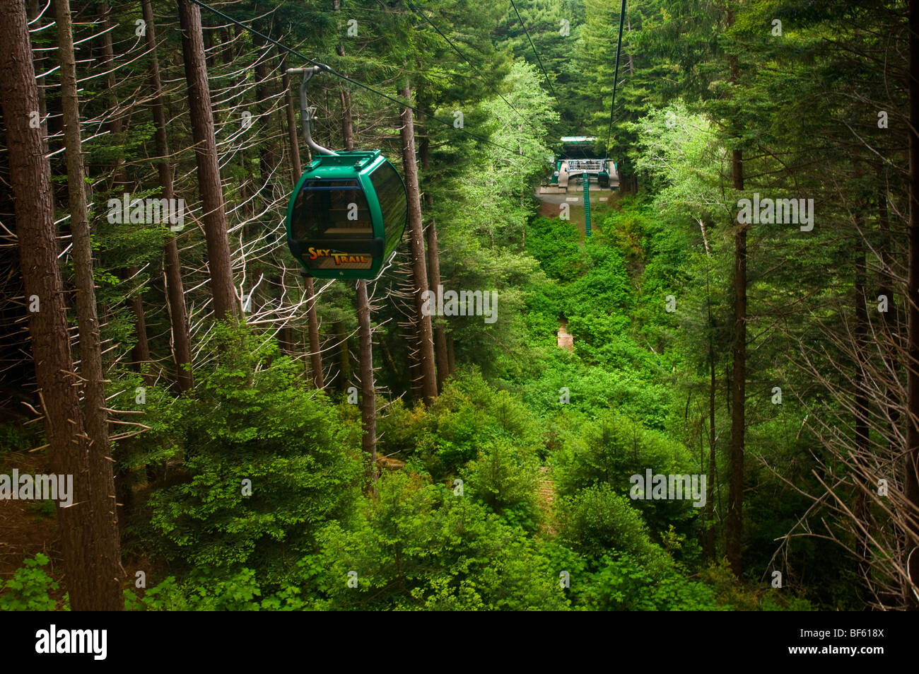 Die Sky Trail Gondelfahrt durch Redwood Forest, Bäume of Mystery, Del Norte County, Kalifornien Stockfoto