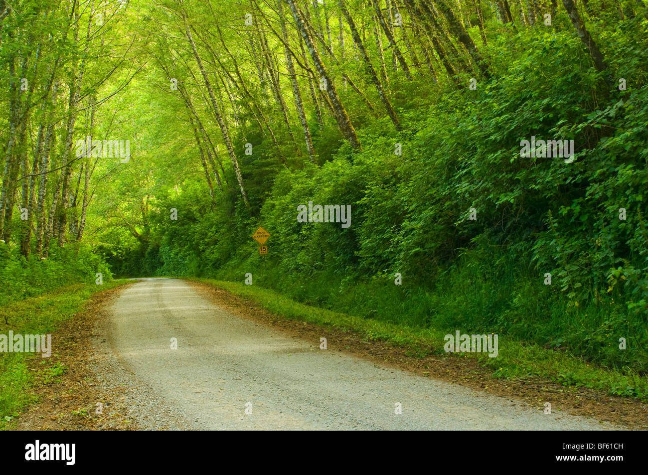 Ländliche unbefestigte Straße durch grüne Bäume und Wald entlang der Coastal Drive, Redwood-Nationalpark, Kalifornien Stockfoto