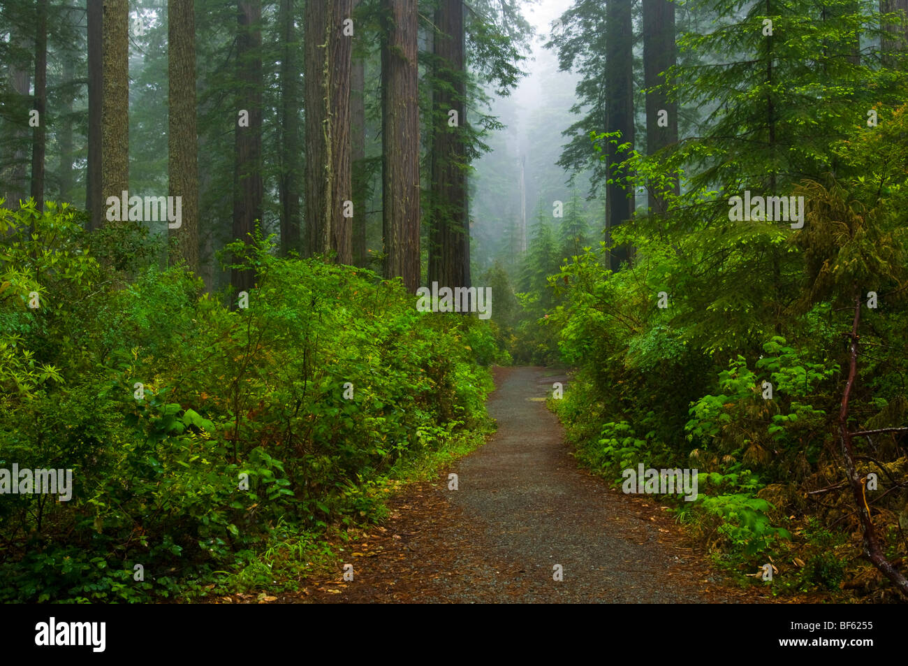 Trail durch Redwood-Bäume und Wald im Nebel und Regen, Lady Bird Johnson Grove, Redwood-Nationalpark, Kalifornien Stockfoto