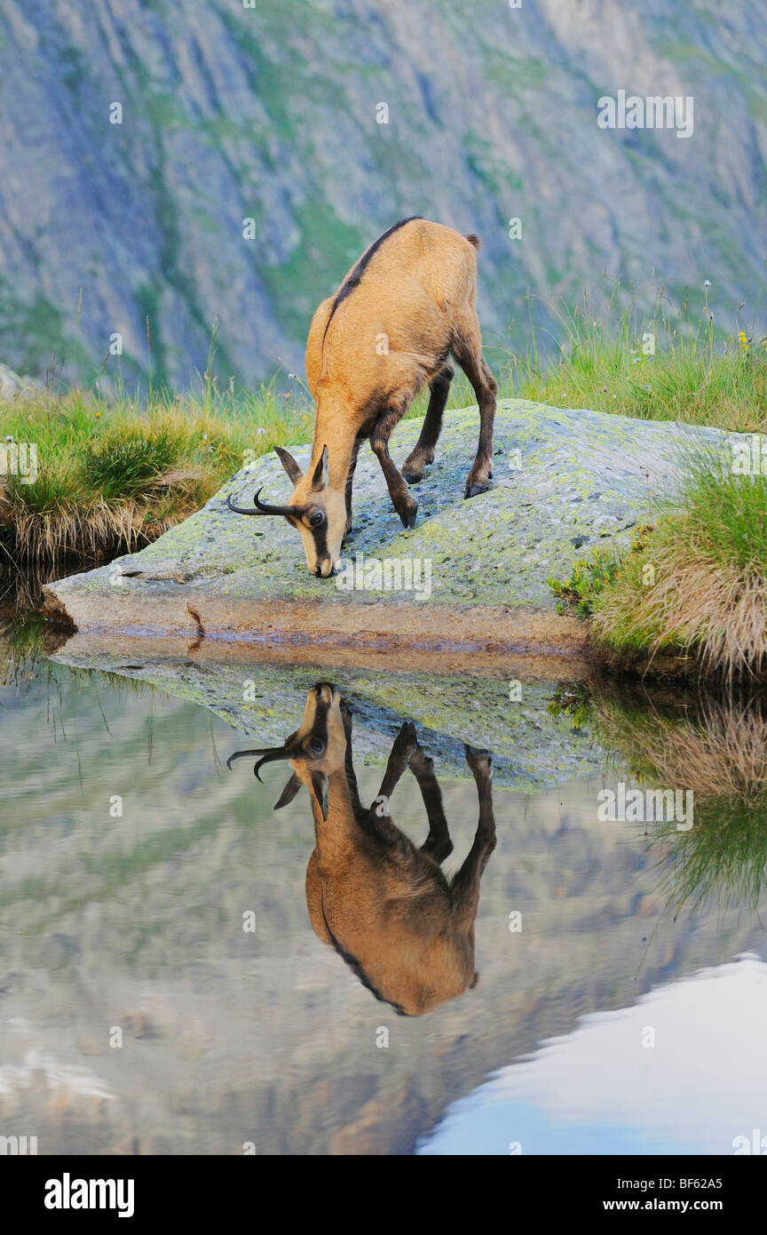 Gämse (Rupicapra Rupicapra), Erwachsene mit Spiegelbild im See, Grimsel, Bern, Schweiz, Europa Stockfoto