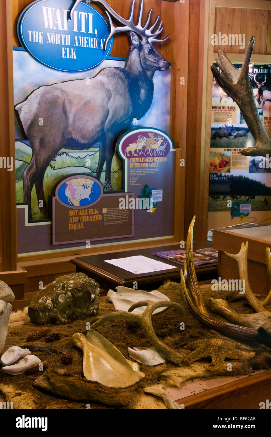 Berühren Sie und spüren Sie natürliche Geschichte Ausstellung im Elk Prärie Visitor Center an der Prairie Creek Redwoods State Park, Kalifornien Stockfoto
