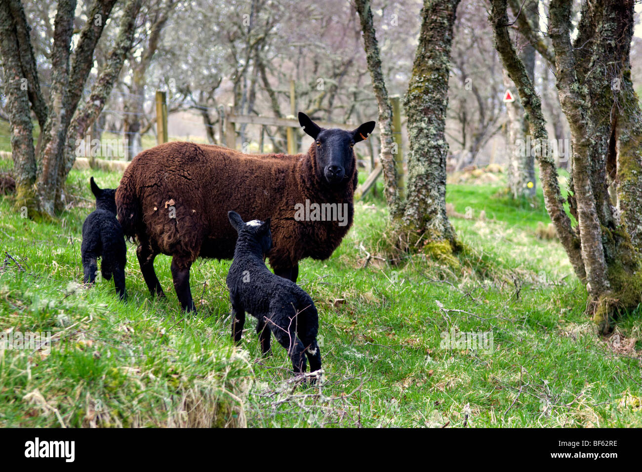 Neu geboren schwarze Lämmer mit Mutter im Wald getroffen im Frühjahr in Schottland Stockfoto