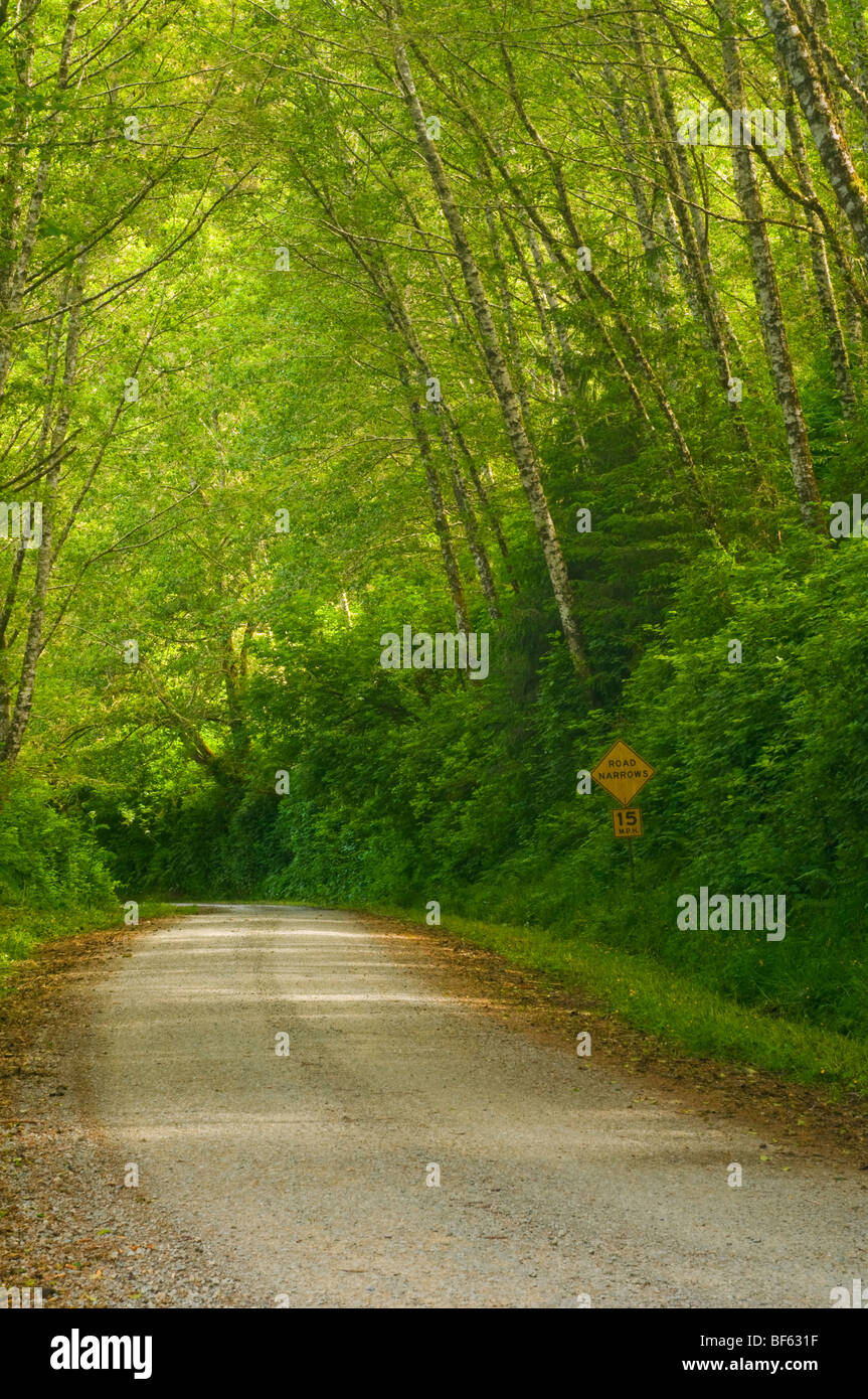 Ländliche unbefestigte Straße durch grüne Bäume und Wald entlang der Coastal Drive, Redwood-Nationalpark, Kalifornien Stockfoto
