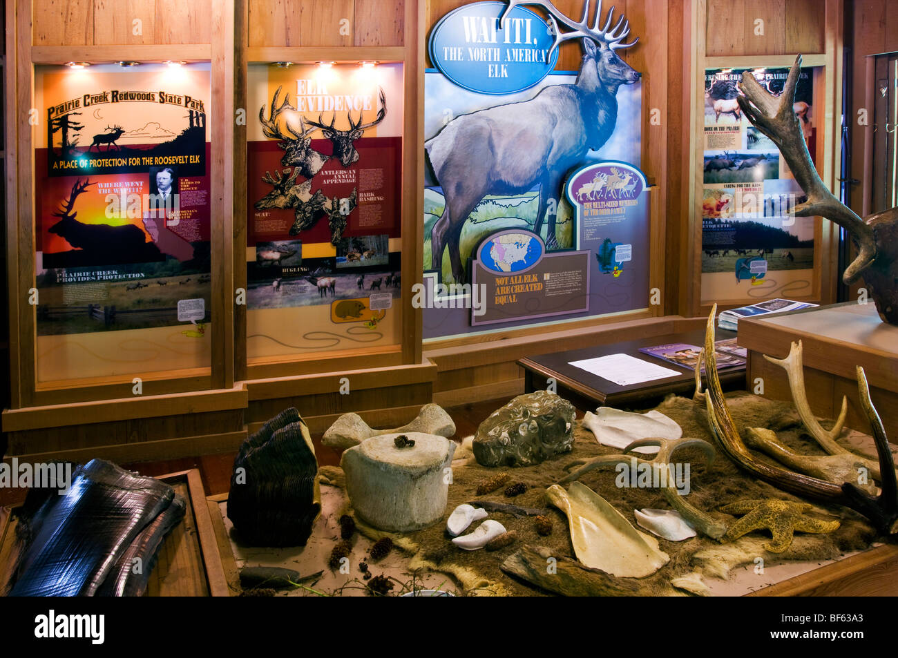 Berühren Sie und spüren Sie natürliche Geschichte Ausstellung im Elk Prärie Visitor Center an der Prairie Creek Redwoods State Park, Kalifornien Stockfoto