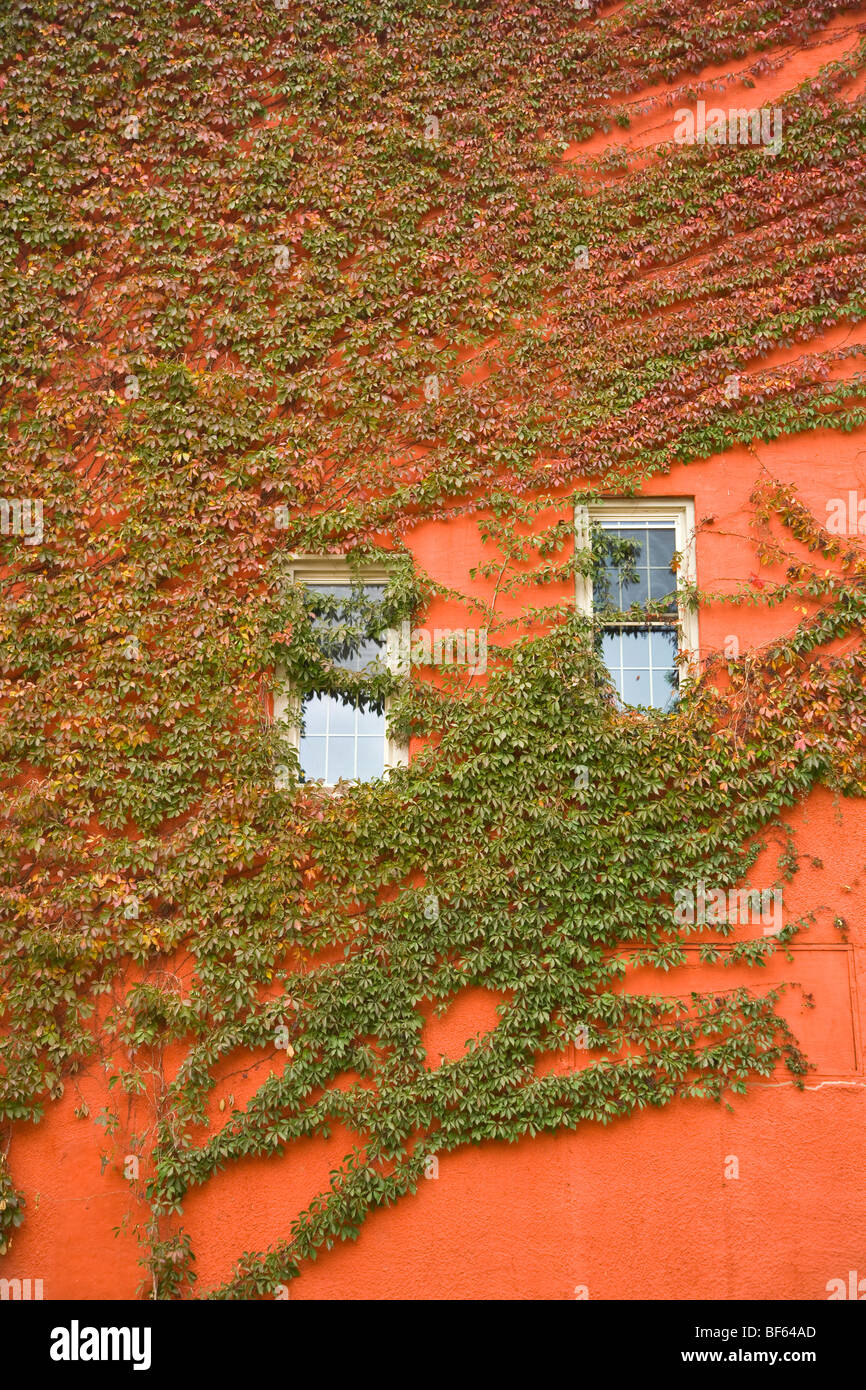 Ivy Reben Abdeckung Mauer des Gebäudes mit Fenstern, auf der Main Street im historischen Mississippi Fluß Stadt von McGregor, Iowa, USA Stockfoto