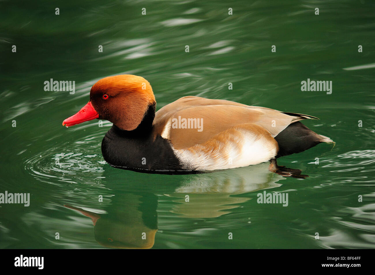 Eine männliche rot-crested Tafelenten vor einem einfarbigen Hintergrund. Platz für Text auf dem Wasser Stockfoto