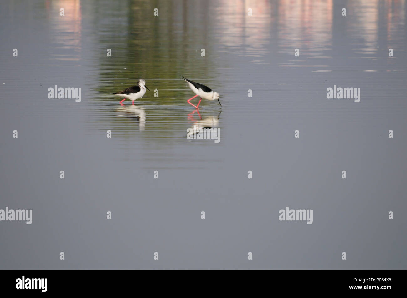 Bild des Vogels Stockfoto