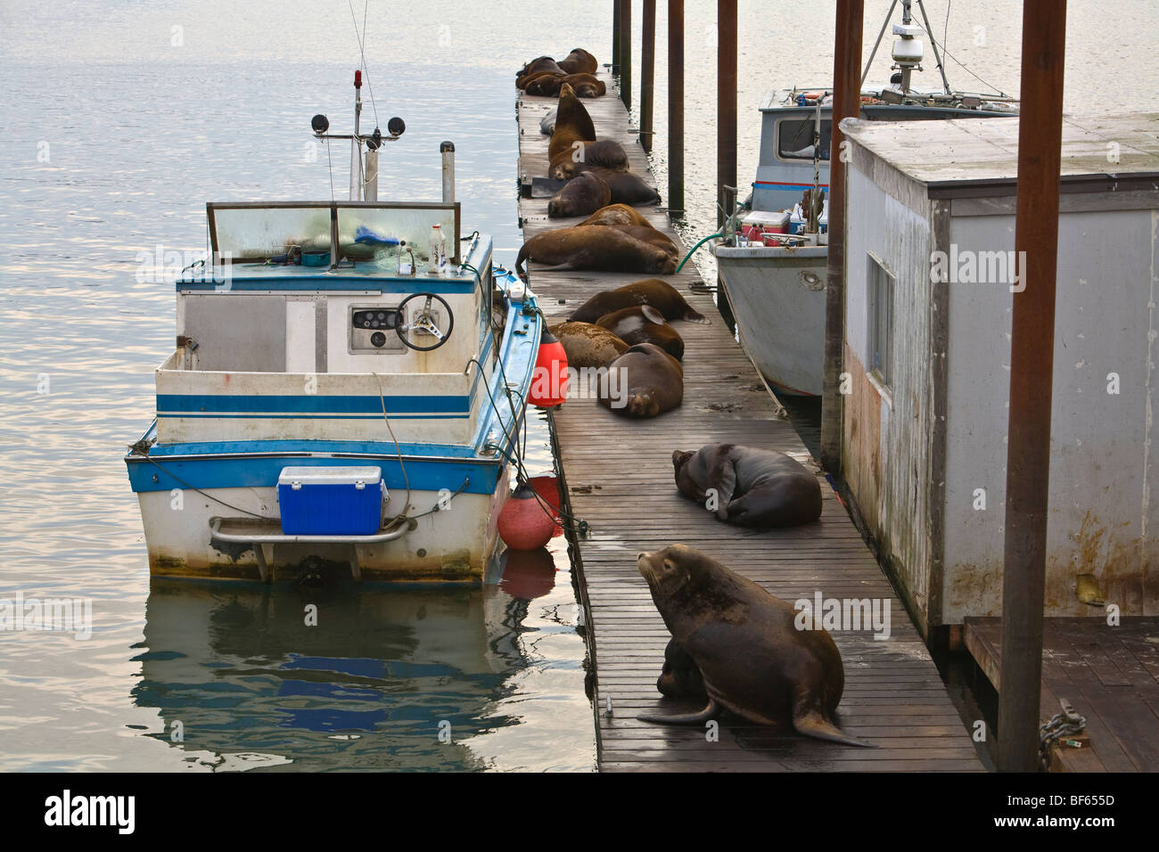 Steller Sea Lions Lounge auf Boot dock in Astoria, Oregon, USA Stockfoto
