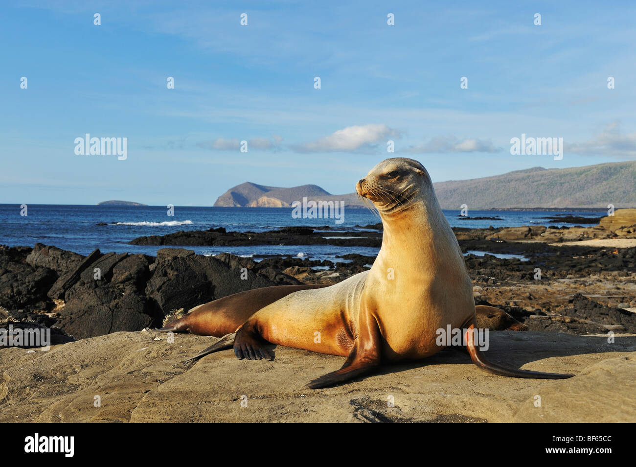 Gal Pagos Sea Lion (Zalophus Wollebaeki) Erwachsenen, Puerto Egas Bucht, Insel Santiago, Galapagos-Inseln, Ecuador, Südamerika Stockfoto
