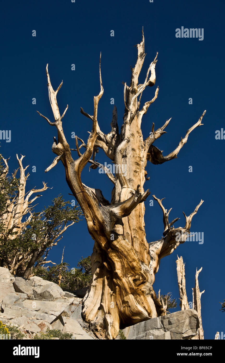 Baum, Ancient Bristlecone Forest, Lefka Ori, Inyo National Forest, Kalifornien Stockfoto