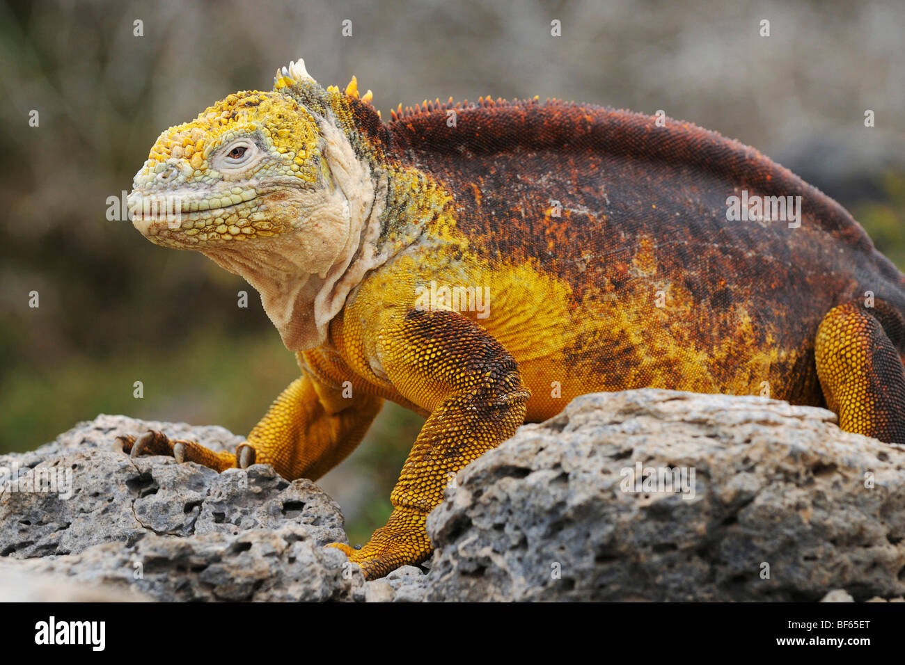 Galapagos Land Iguana (Conolophus Subcristatus), Erwachsene, Plaza Sur Insel, Galapagos-Inseln, Ecuador, Südamerika Stockfoto