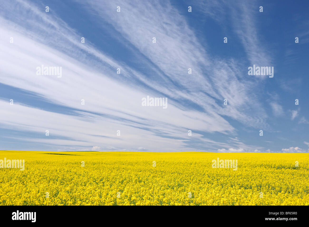 Raps-Feld in der Nähe von Carstairs, Alberta, Kanada Stockfoto